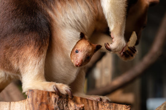 Treekangaroo Joey 2026 18