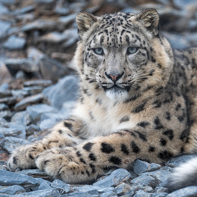 Snow Leopard Close Up SQUARE