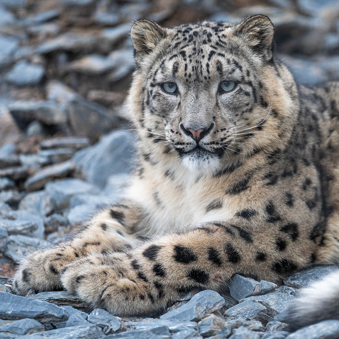 Snow Leopard Close Up SQUARE