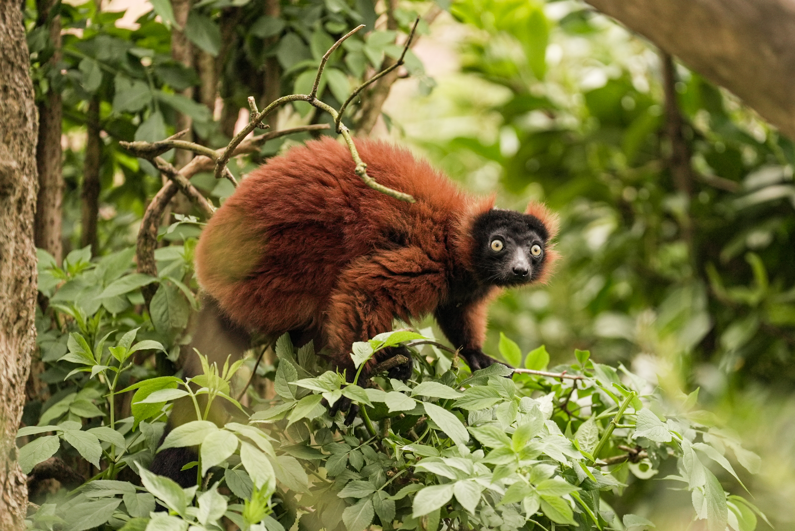 Red Ruffed Lemur 5