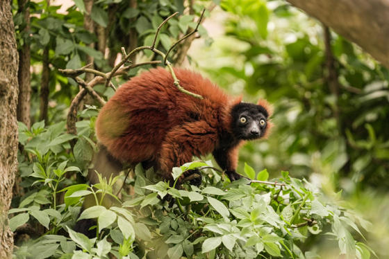 Red Ruffed Lemur 5