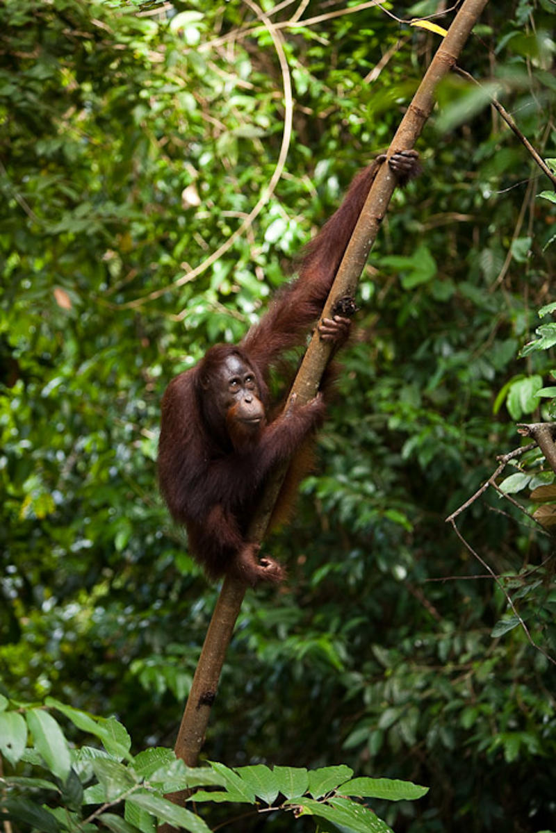 Orangutan Borneo