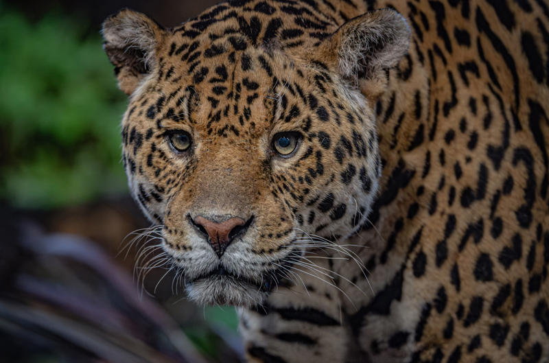 Mother And Son Jaguar Duo Bonita And Remi Explore Their New Retirement Home At Chester Zoo. Pictured Remi20