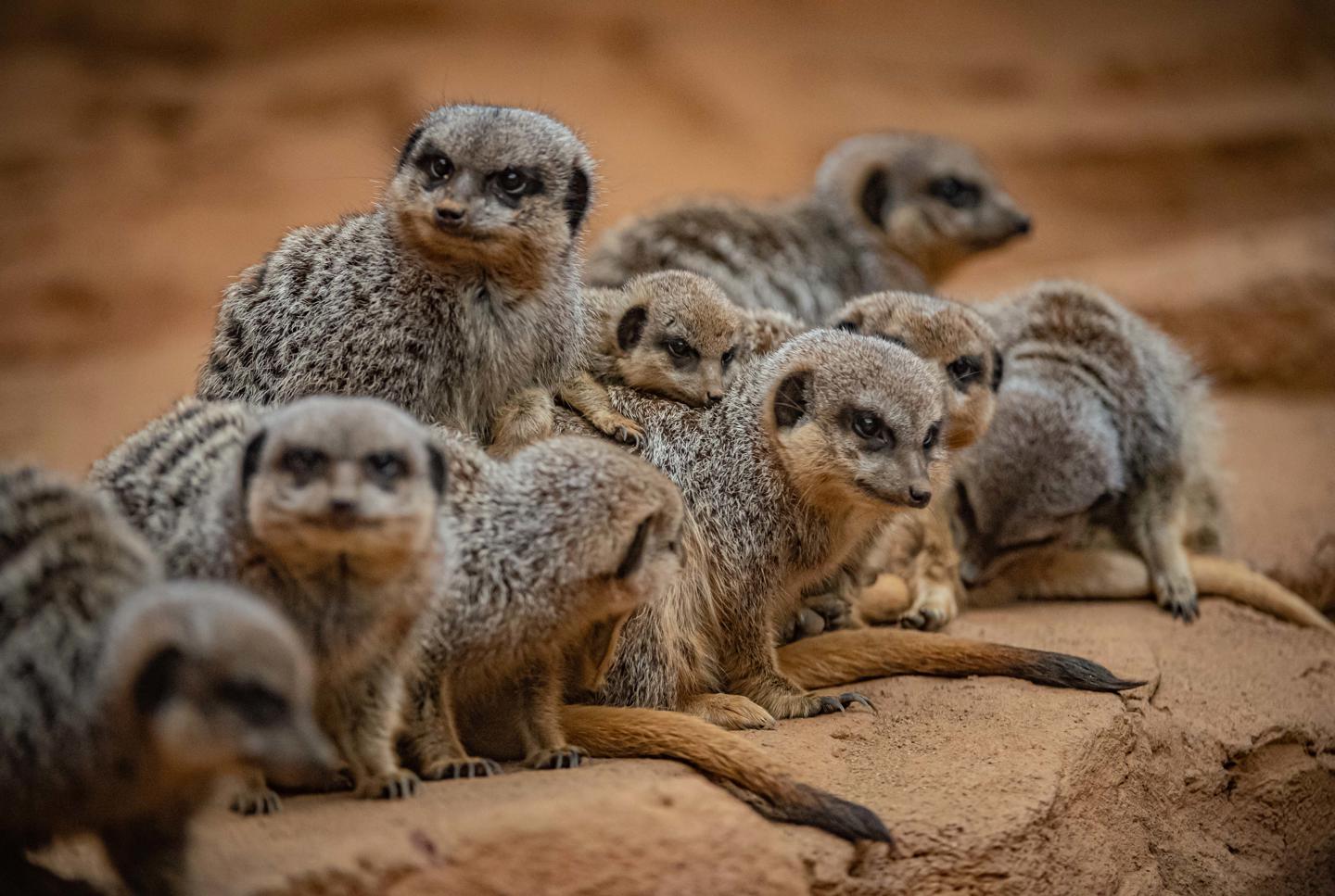 Meerkat 006
