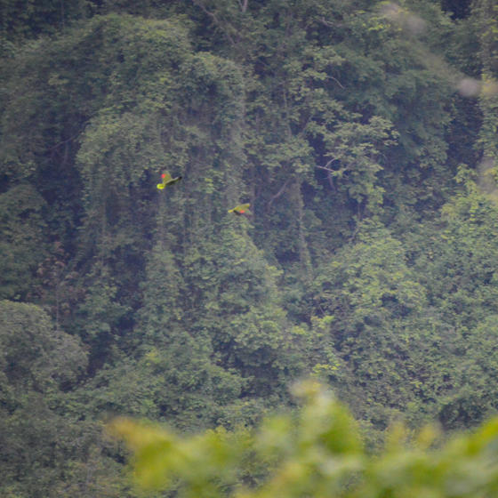 Ecuador Amazon Parrot 5