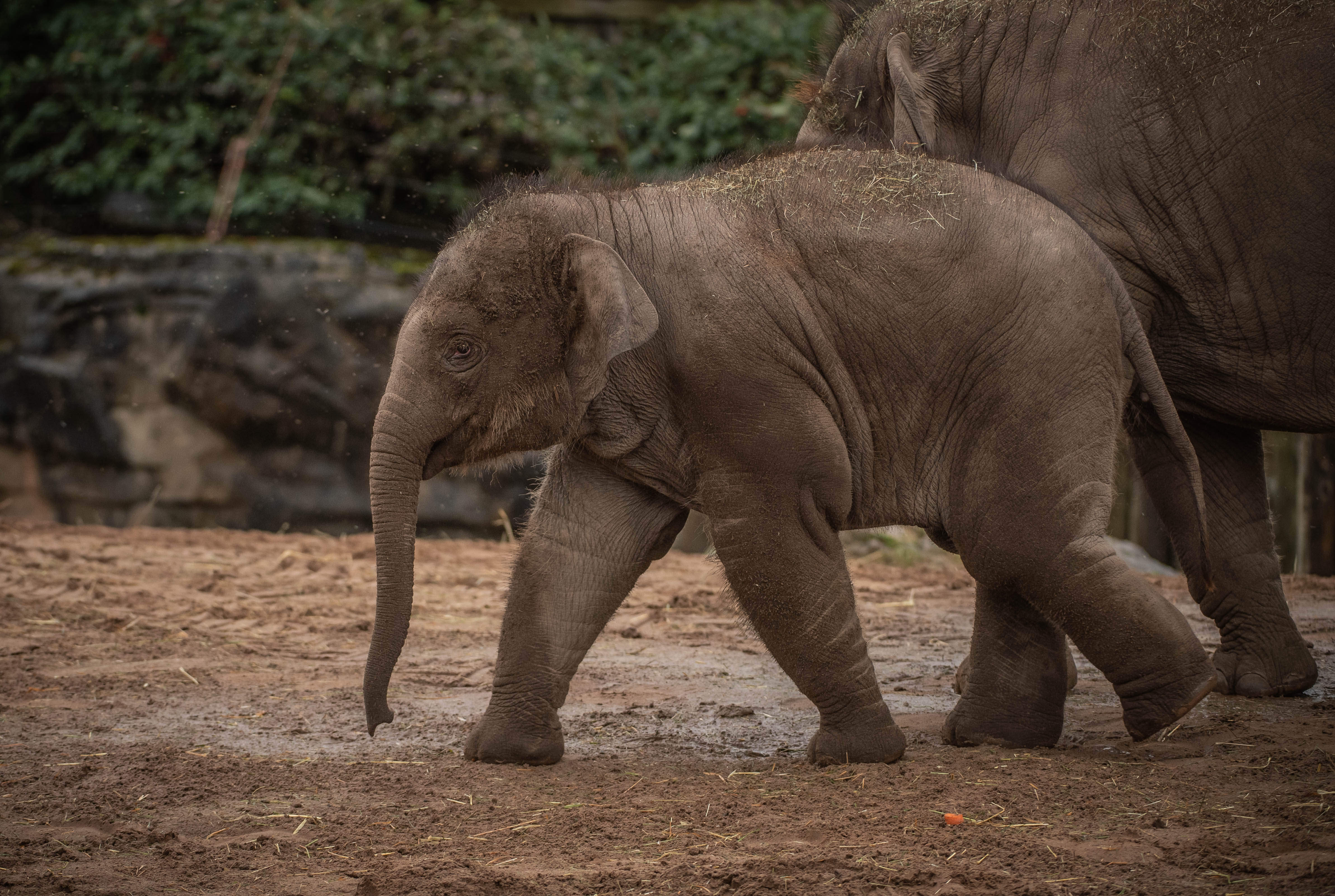 Elephant Anjan As A Baby