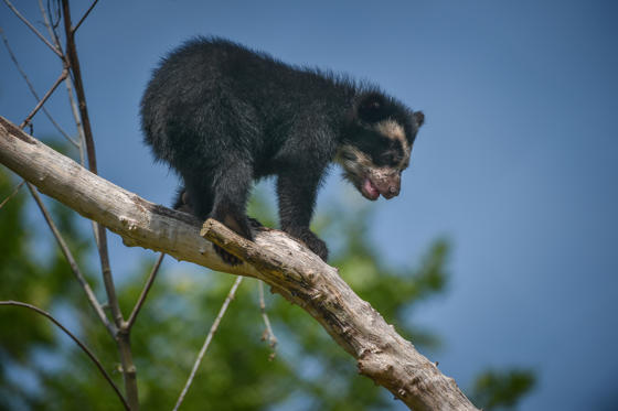 Andean Bear Cub Madidi (2)