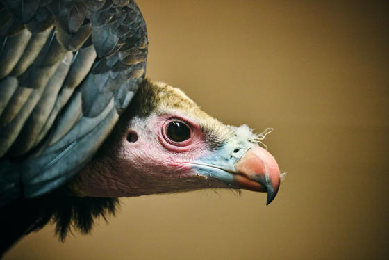 White Headed Vulture 003 2