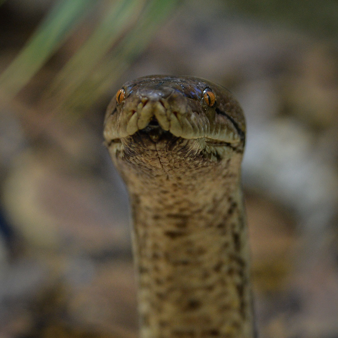 Reticulated Python 2