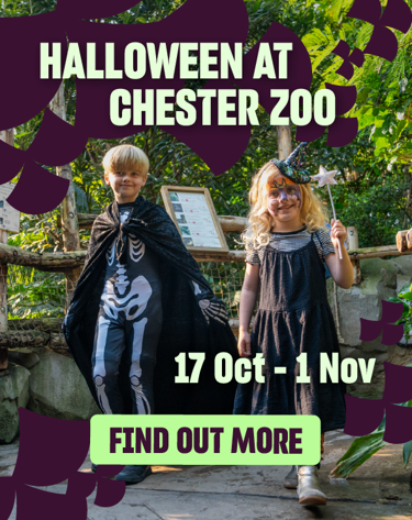Halloween Website Carousel