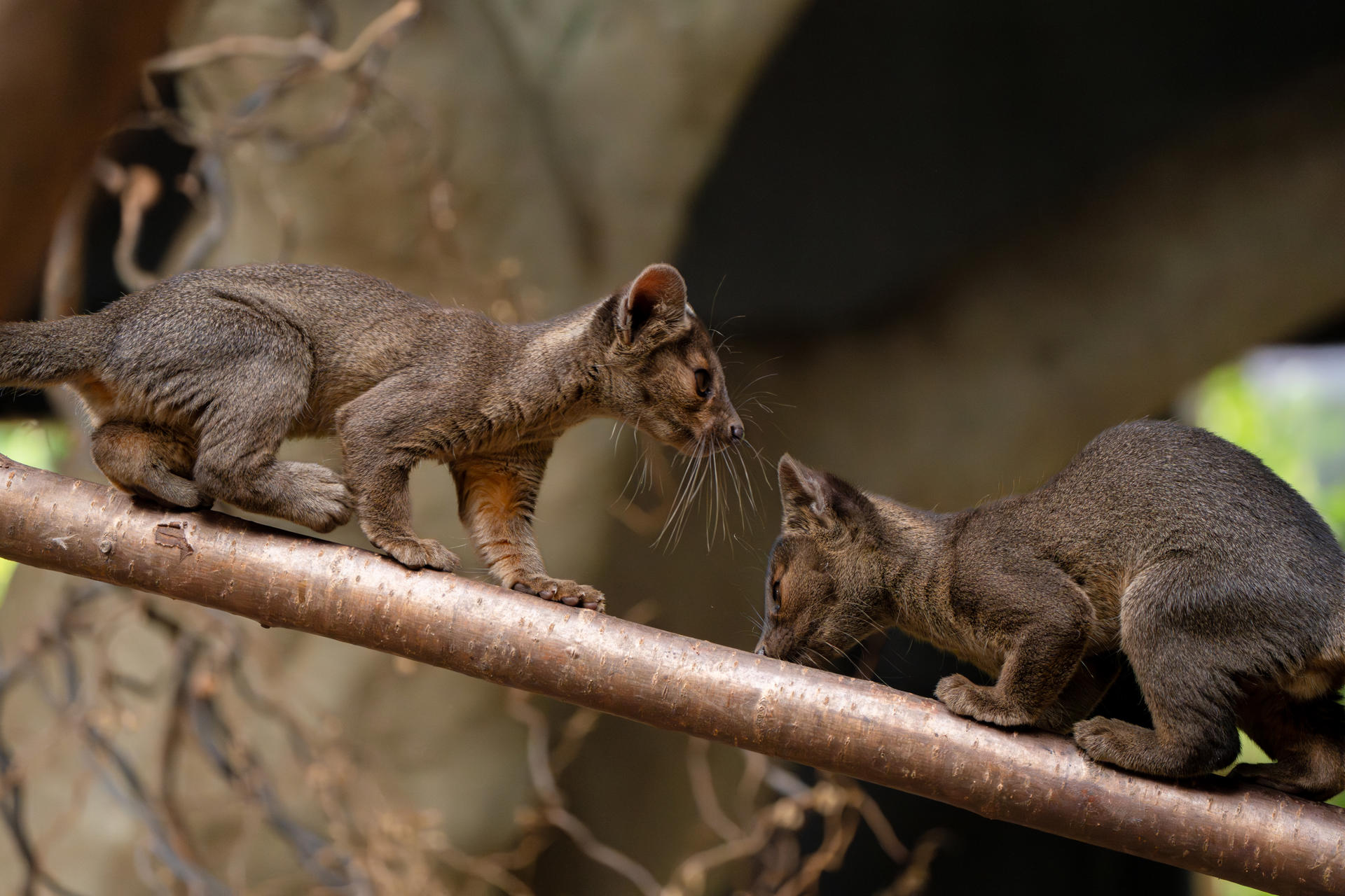 Four Rare Fossa Pups Emerge From Their Den For The First Time At Chester Zoo12