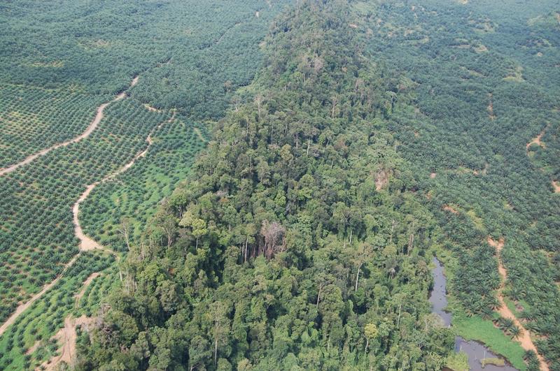 Isolated Rainforest Habitat In South East Asia Surrounded By Oil Palm Plantations (C) Marc Ancrenaz