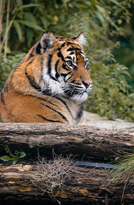 Tiger Resized For Christmas Page