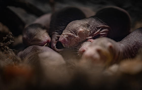 Naked Mole Rat 1