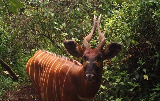 Eastern Bongo 4