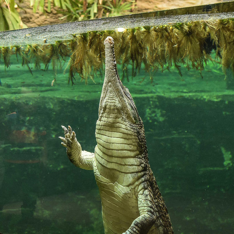 Sunda gharial crocodile at Chester Zoo