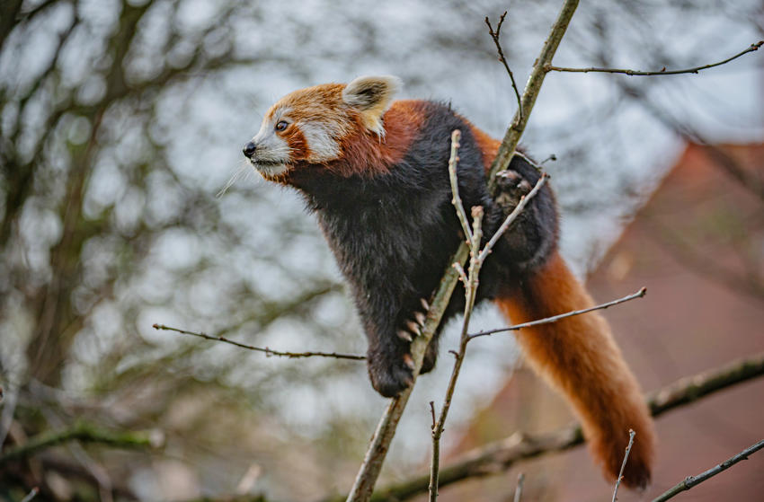Akashi The Red Panda Has Arrived At Chester Zoo To Help Safeguard Her Species From Extinction 21