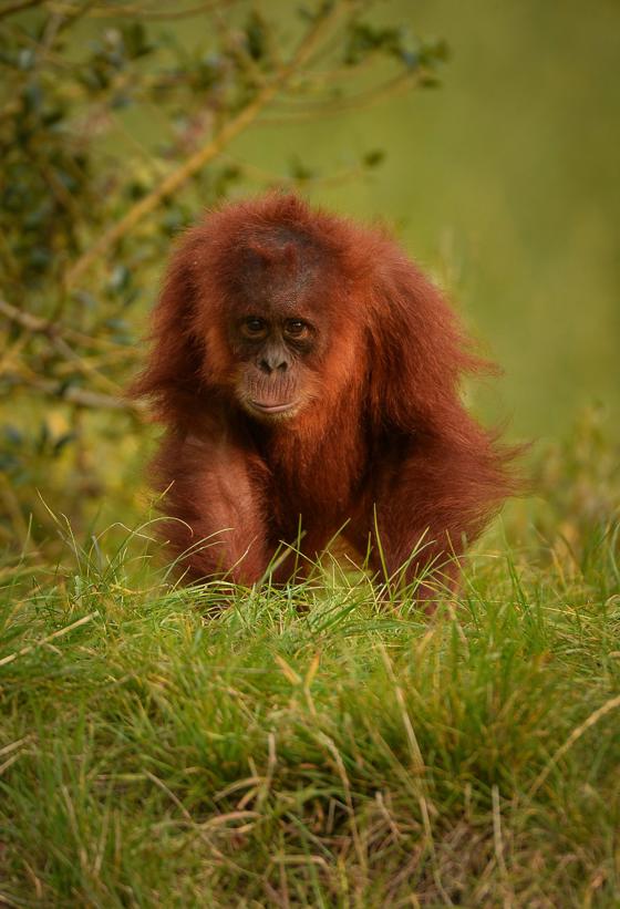 Sumatran Orangutan 5
