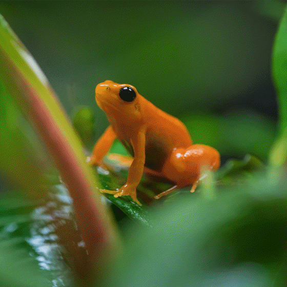 Golden mantella frog at Chester Zoo