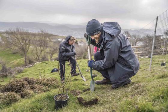 Conservationists Reintroduce Cotoneaster Into Mystery Welsh Location To Help Save It From Extinction (1)