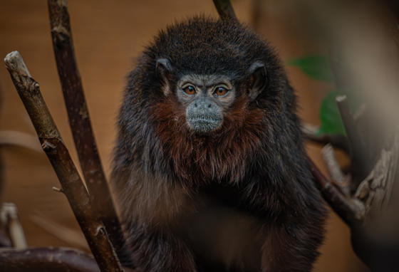 Titi Monkey 1