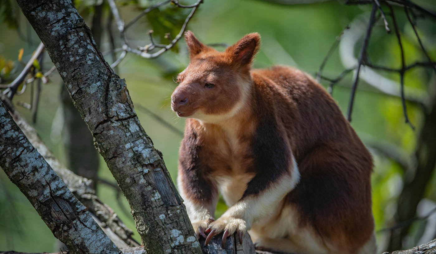 Tree Kangaroo 1