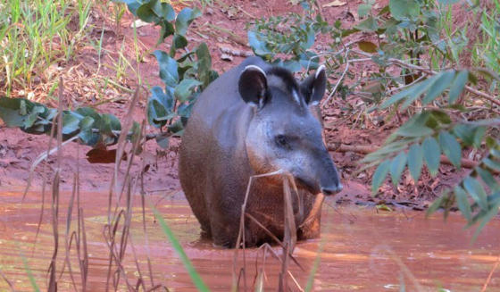 Lowland Tapir Hero
