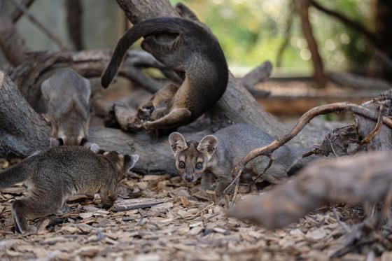 Four Rare Fossa Pups Emerge From Their Den For The First Time At Chester Zoo29