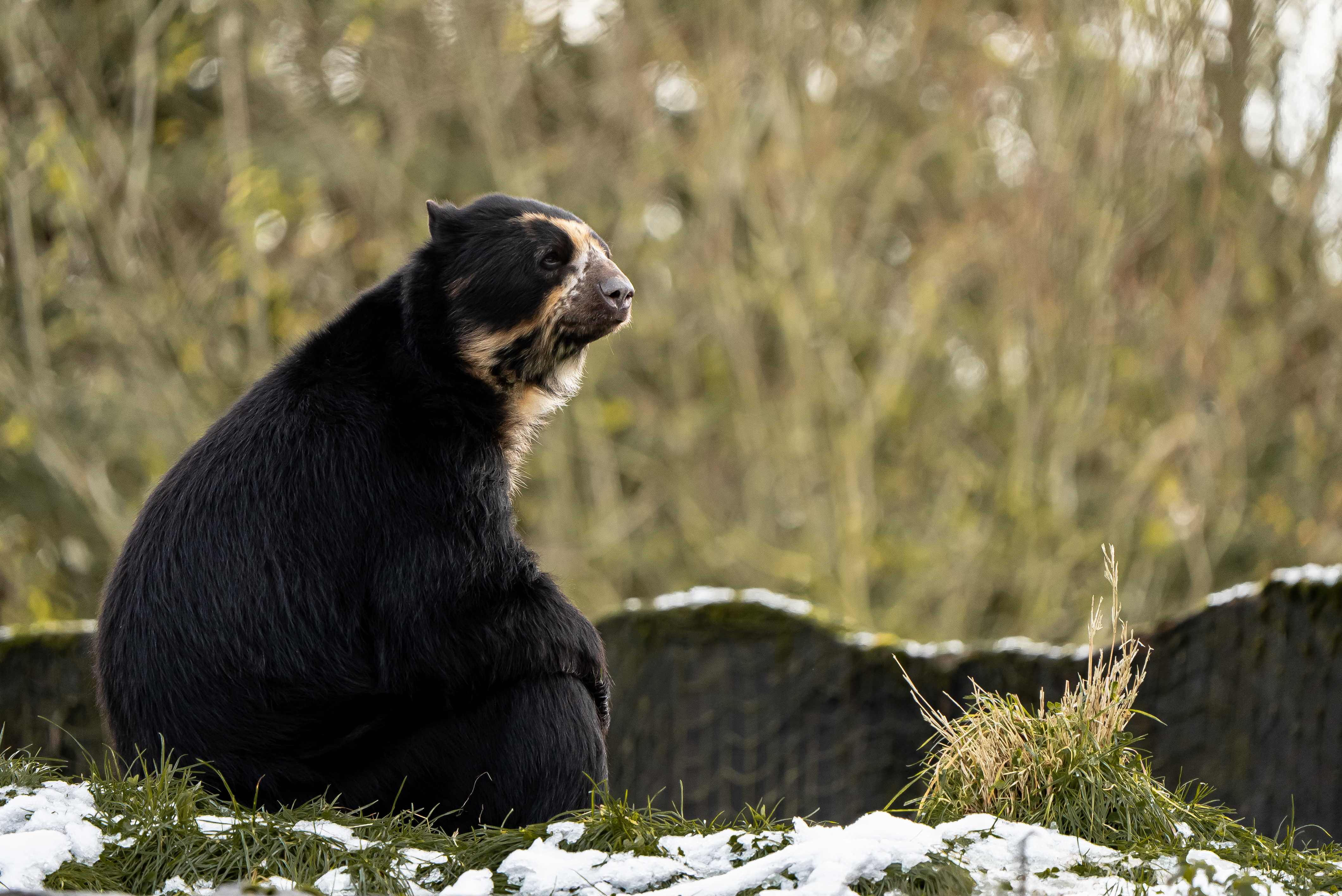 Chester Zoo | Honey is helping to save Andean bears