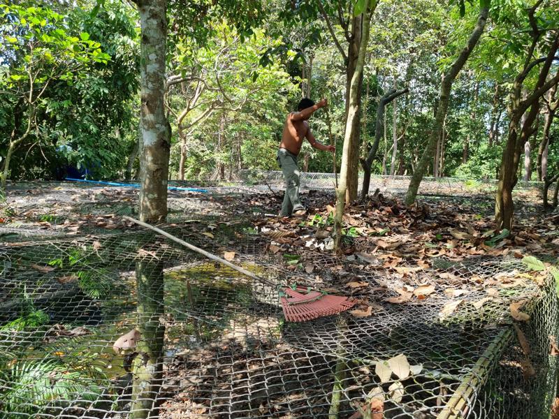 Photo shows breeding centre workers raking leaves in a crocodile habitat