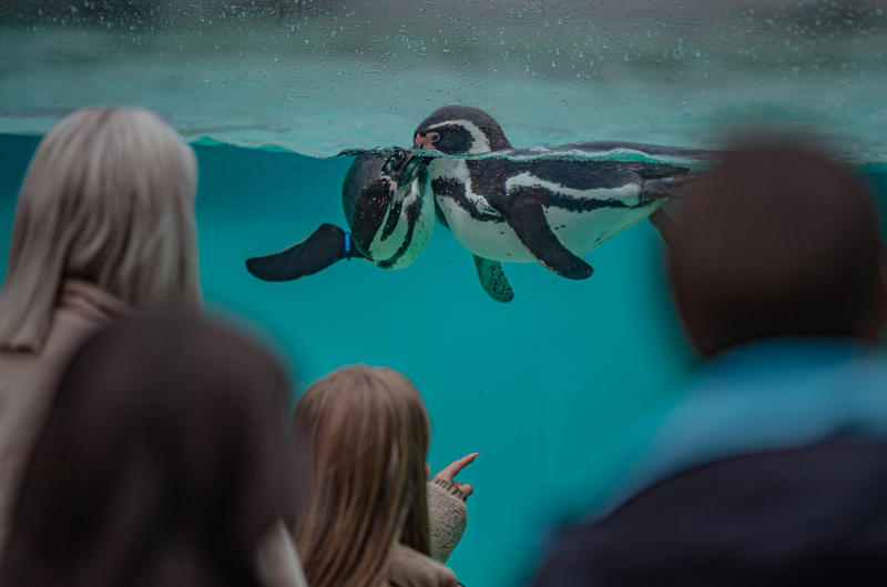 Penguin Breakfast 019