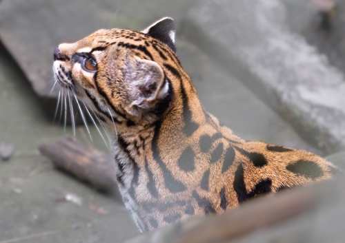 Photo shows a light brown cat with rounded ears and blotchy black dots and stripes. It is looking up and to the left
