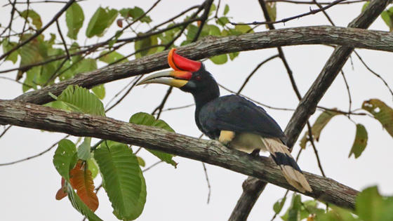 Rhinoceros Hornbill 1