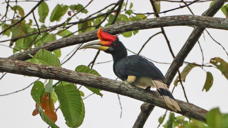Rhinoceros Hornbill 1