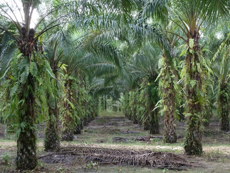 Palm Oil Plantation In Borneo, Indonesia (2) (1)