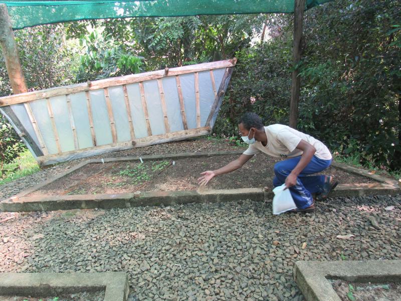 A Parc Ivaloina worker tending a plant bed. The bed is shaded from the sun and small leaves are emerging from the soil
