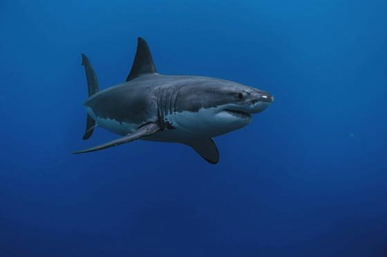 Great White
