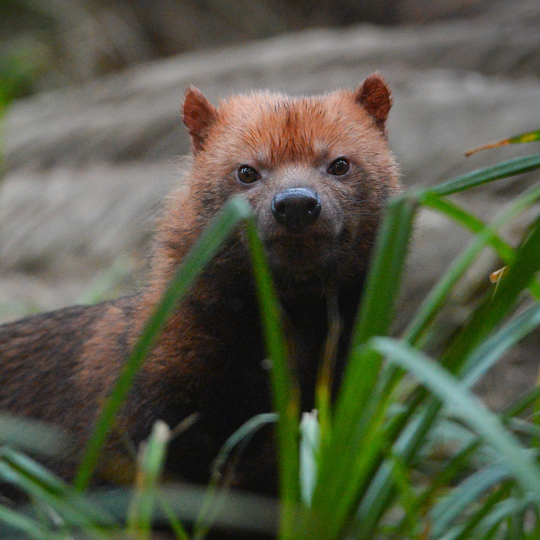 Bush dog at Chester Zoo