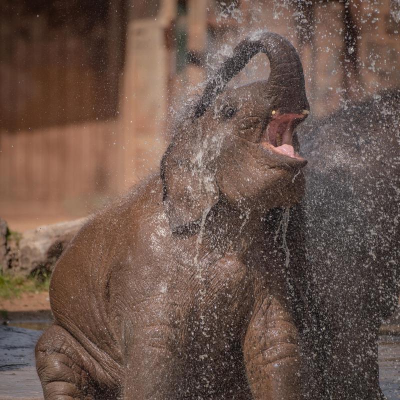 Asian Elephants At Chester Zoo Cool Down By Playing In The Pool During July's Heatwave (3)