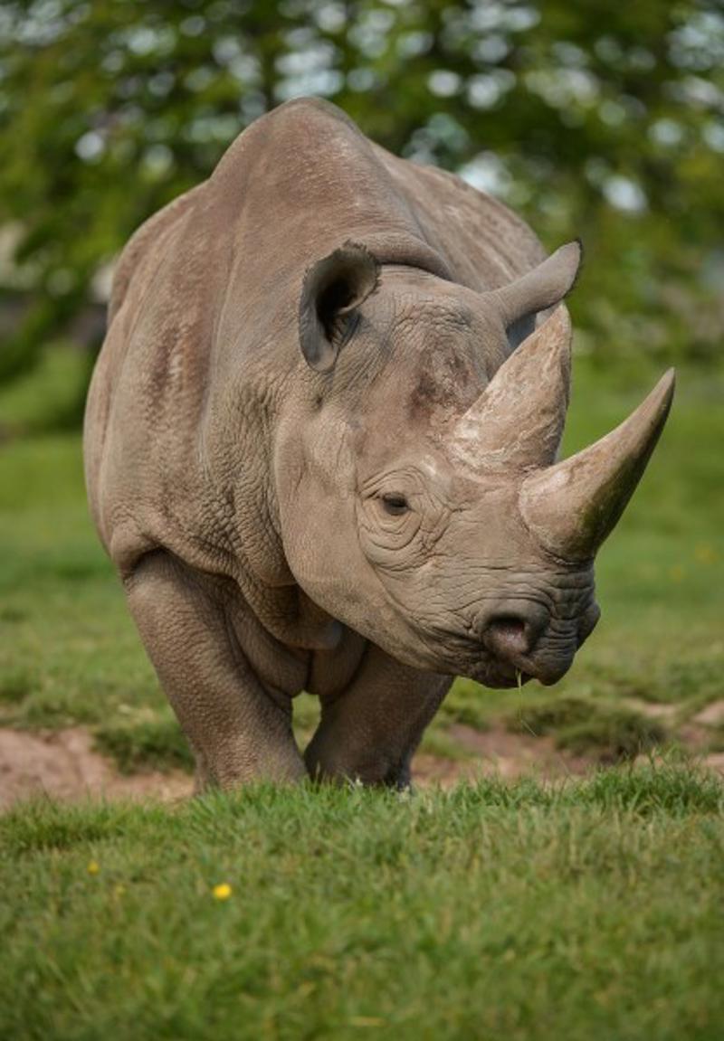 Black Rhino outdoors