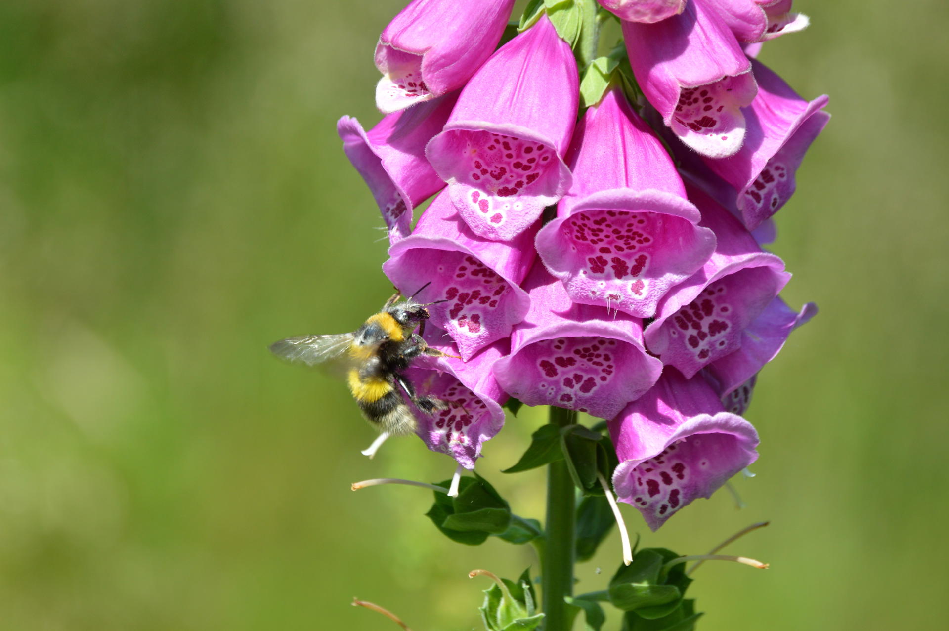 Bee In Foxglove Shutterstock