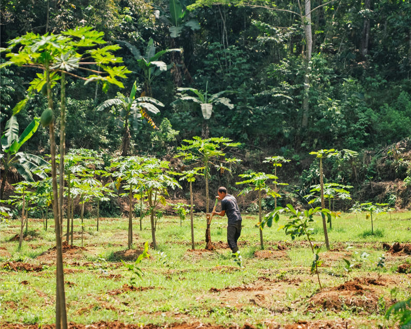 A photo of a man working in a field. There is a lush forest in the background.