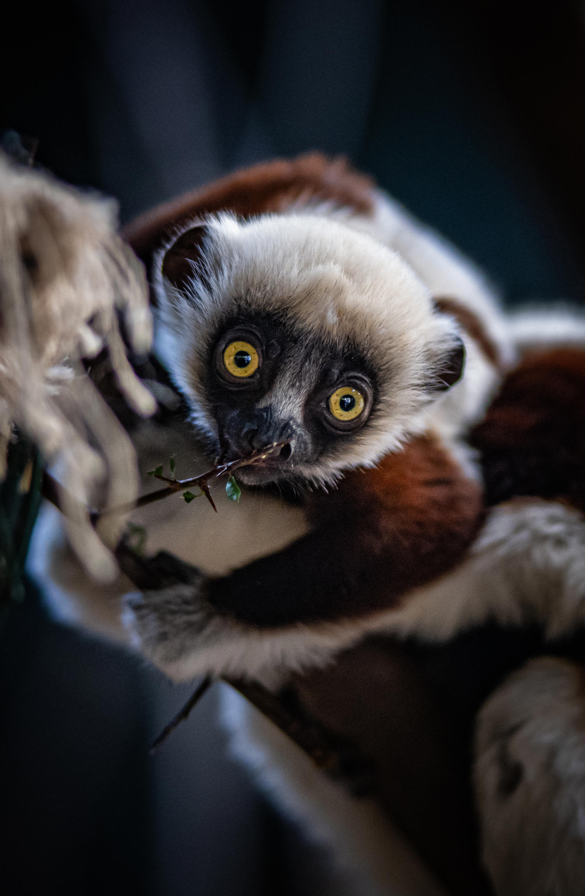 Sifaka baby at Chester Zoo