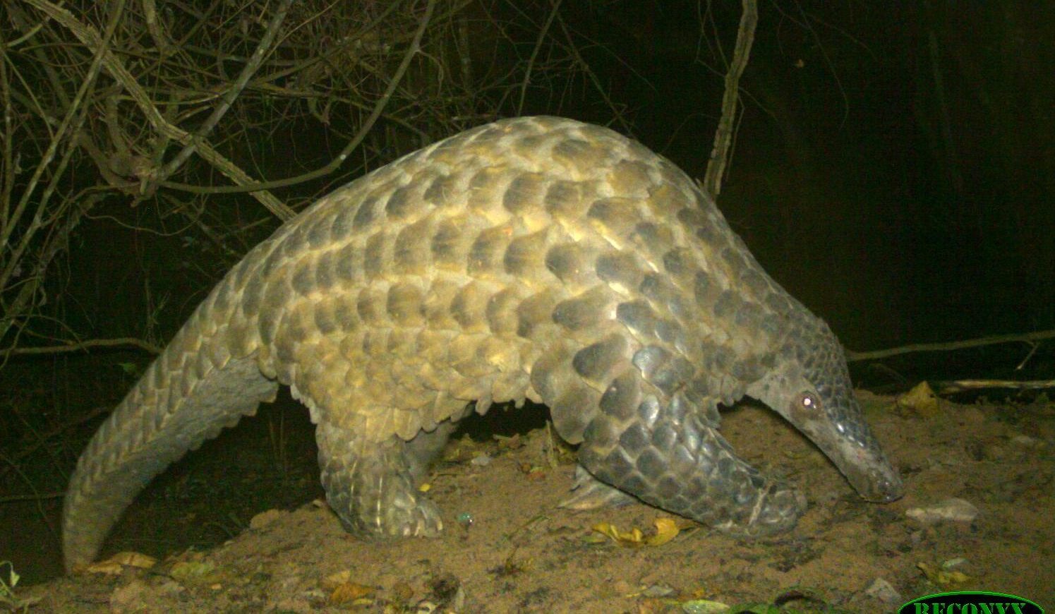 Chester Zoo | World Pangolin Day 2025