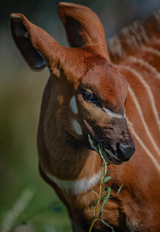 Copy Of Conservationists Celebrate The Birth Of A Rare Mountain Bongo At Chester Zoo As Just 50 Remain In The Wild (21)