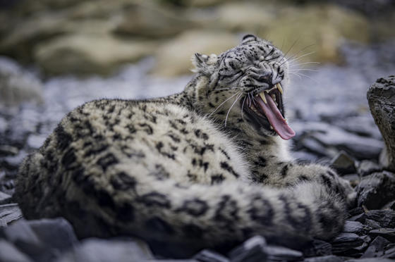 Female Snow Leopard Nubra Has Given Birth To A Cub At Chester Zoo7