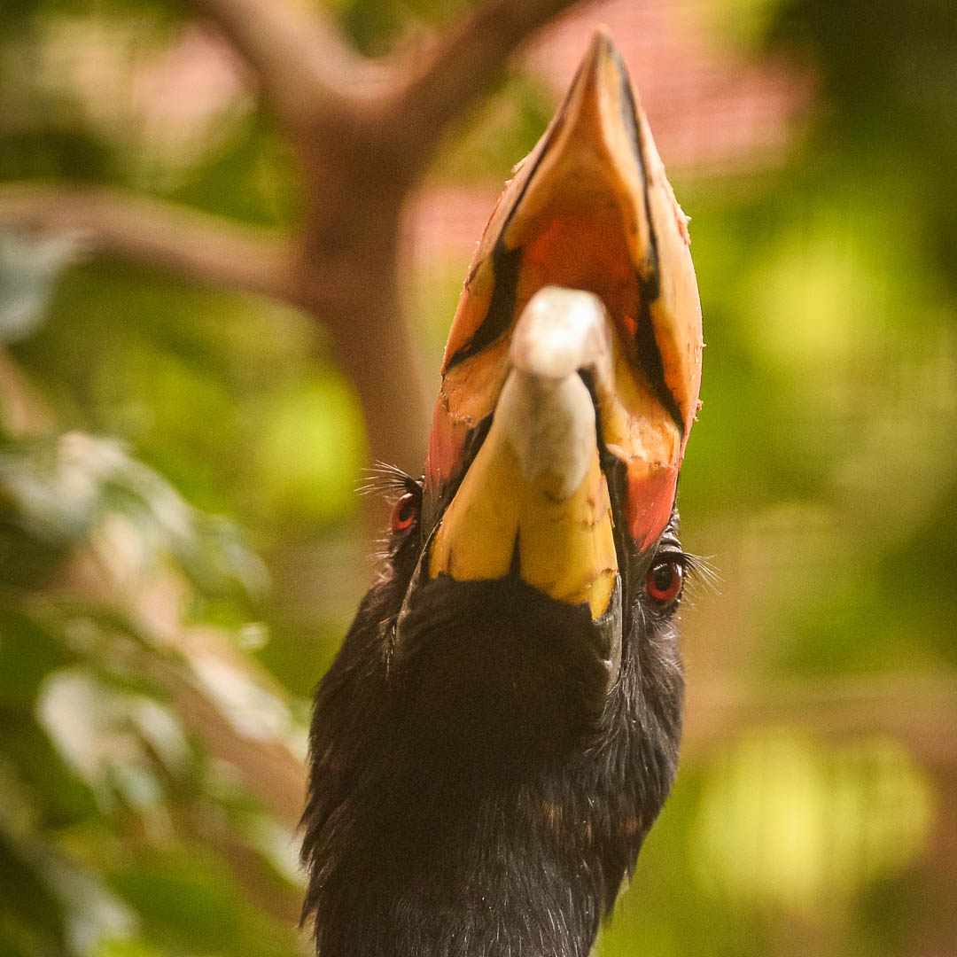 Rhinoceros Hornbill 3