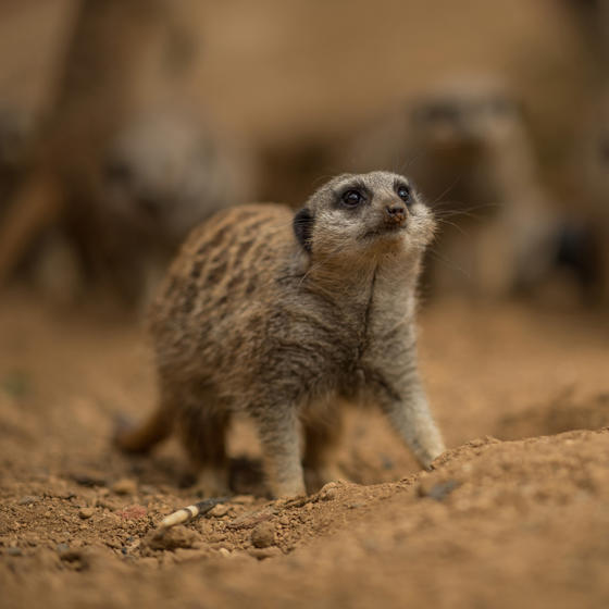 Meerkat 3