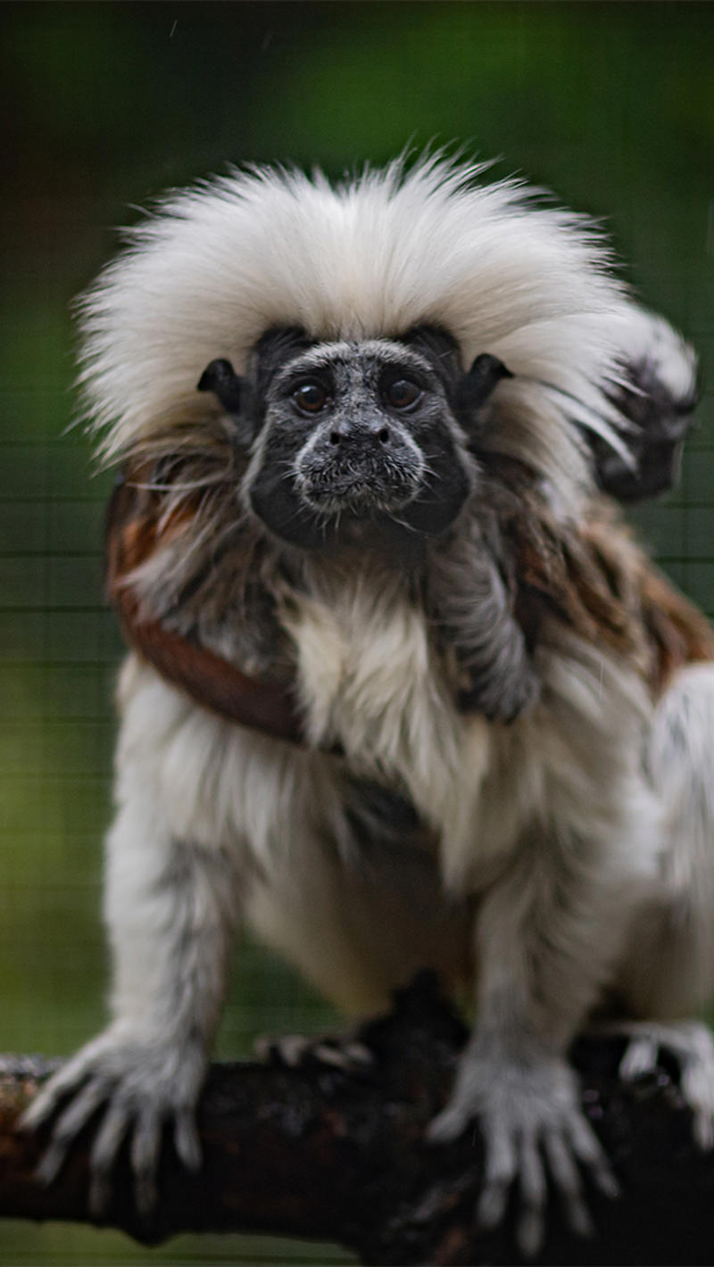 Cotton-top tamarin at Chester Zoo