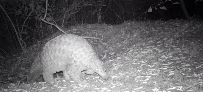 Pangolin CT